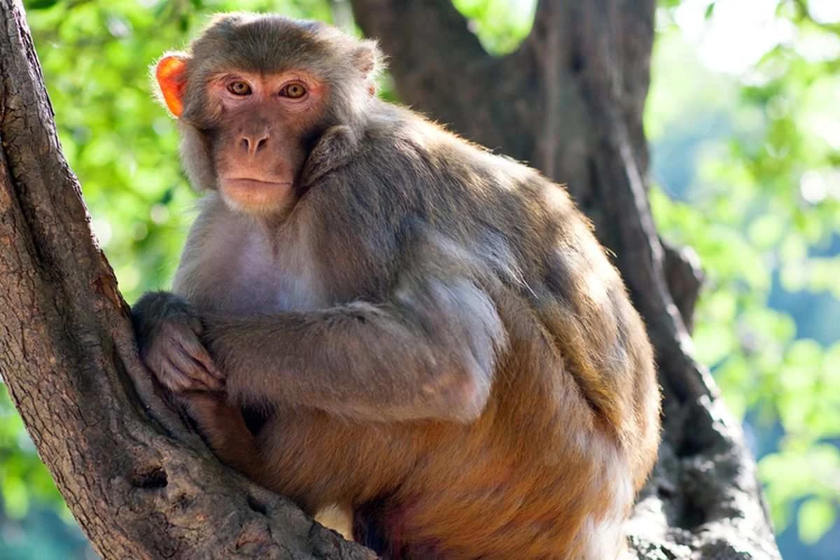 Warga Perumahan Puspiptek Hadapi Gangguan Dari Ratusan Monyet Liar