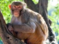 Warga Perumahan Puspiptek Hadapi Gangguan Dari Ratusan Monyet Liar